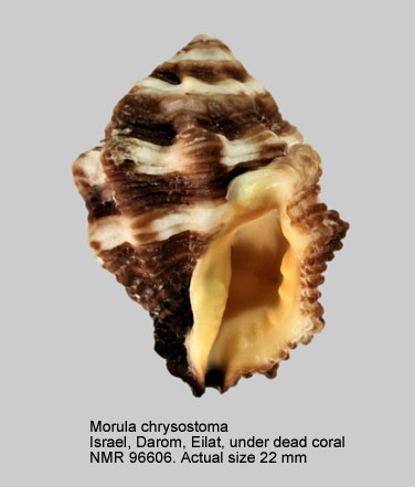 Morula chrysostoma.jpg - Morula chrysostoma (Deshayes,1844)